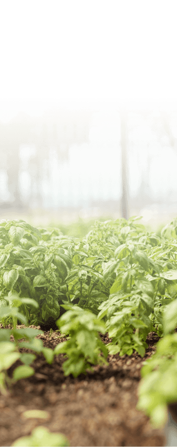 Hero Section Phone Background Bottom